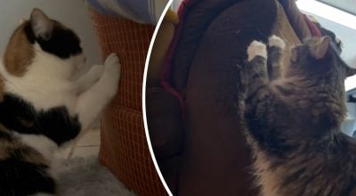Як відучити кота дряпати меблі - три прості і перевірені способи