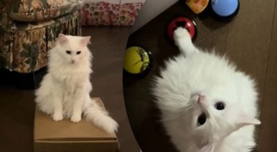 Кот подходит к панели с кнопками и выбирает нужную, а затем взаимодействует с хозяйкой Кот подходит к панели с кнопками и выбирает нужную, а затем взаимодействует с хозяйкой