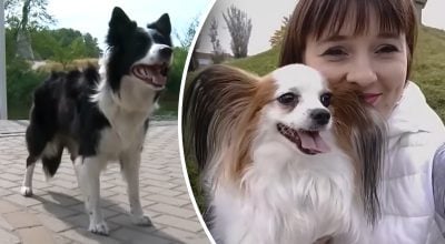 Яка порода собак найрозумніша