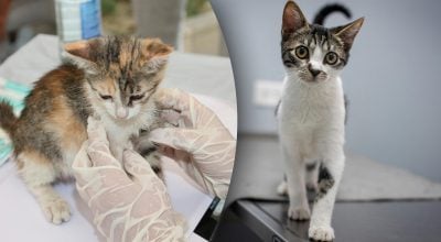 Владельцам домашних животных узаконили отпуск Владельцам домашних животных узаконили отпуск