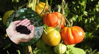 Помідори будуть великими та соковитими: секрет підживлення, який врятує врожай
