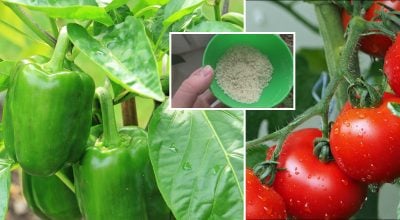 Томаты, перец, рис Томаты, перец, рис