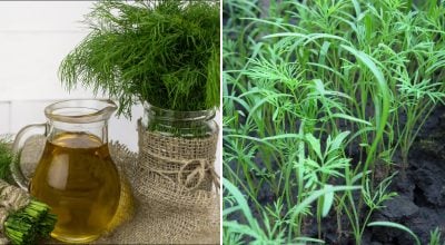 Кріп виросте густою "щіткою": настій з одного інгредієнта творить дива