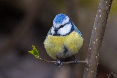Холод та дощі починають відступати: коли на Тернопільщині нарешті потеплішає