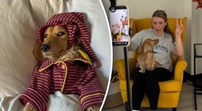 Пес став головним годувальником у родині: скільки він заробляє на місяць