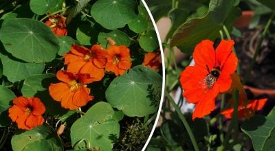 Головний ворог слимаків:  квітка, яка очищує сад від шкідників