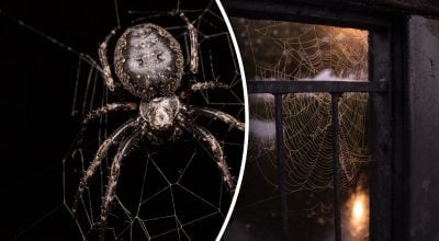 Павуки в домі