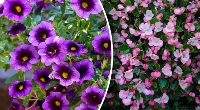 Квіти для балкону Квіти для балкону