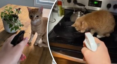 Чому не можна бризкати в кота водою: справжню причину знають не всі