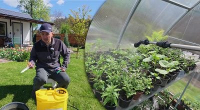 Нічні "мінуси" не страшні - як захистити рослини від заморозків