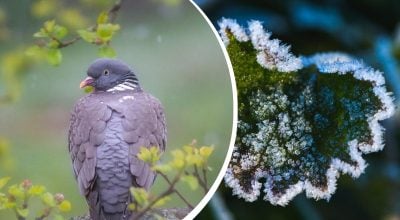 Житомирщину накриють дощі та заморозки: коли очікувати погіршення погоди