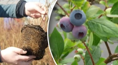 Уход за голубикой Уход за голубикой