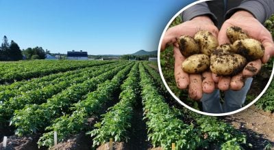 Яку картоплю садити у 2026 році - топ сортів для великого врожаю