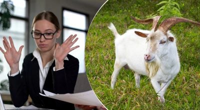 Что означает выражение "козел отпущения" и откуда оно произошло: знают единицы