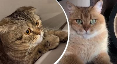 Для чого насправді котам вуса: приховані функції, про які знають далеко не всі