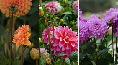 Коли садити жоржини в Україні: названо терміни та ідеальні сорти для різних регіонів