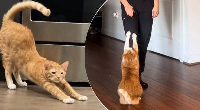 Чому кіт завжди потягується, побачивши вас: несподіване пояснення здивує багатьох
