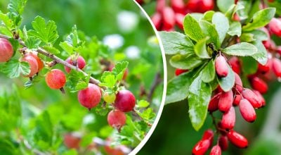 Можуть знищити сад: які чагарники ніколи не слід садити на своїй ділянці