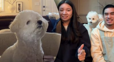 Подружжя вирішило з’ясувати, кого собака любить більше Подружжя вирішило з’ясувати, кого собака любить більше