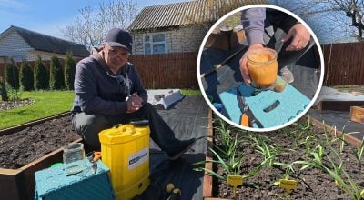 Чеснок Чеснок