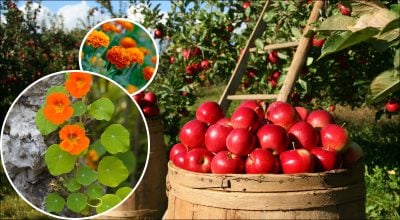 Урожай вырастет в разы: что лучше всего сажать вокруг яблонь