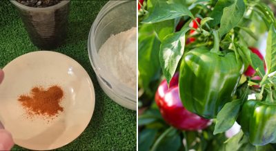 Лише одна ложка в лунку: проста суміш у кілька разів збільшить урожай перцю й томатів