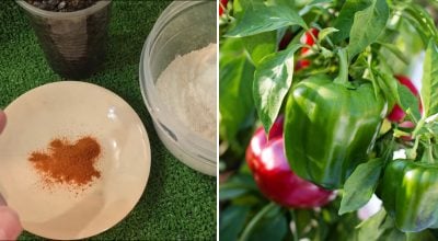 Перець, добриво для перцю Перець, добриво для перцю