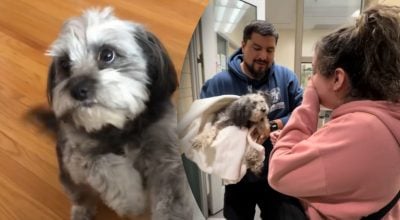 Собака пропала на 5 лет и внезапно вернулась: где она была все время