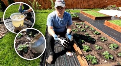 Всего один полив весной: метод, который спасет клубнику от майского жука и гнили