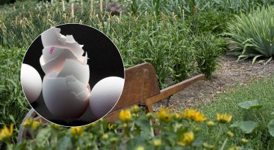 Викидати яєчну шкаралупу не варто: секрет пишного врожаю, про який мовчать