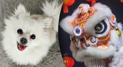 Китайський гороскоп на завтра, 17 квітня: Собакам — спокуса, Драконам — нові шляхи