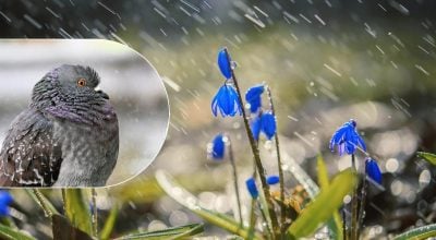 Погода на Житомирщині буде теплою, однак є нюанс: про що попередили синоптики