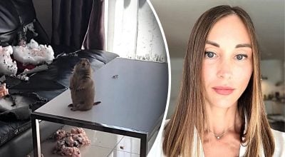 Дівчина ненадовго залишила улюбленця самого: що влаштував гризун