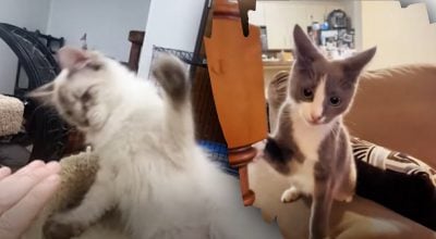 Чому кіт раптово б'є лапою: три причини, які здивують досвідчених власників