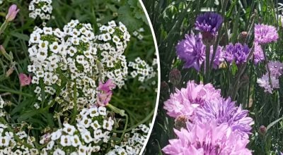 Які квіти можна сіяти прямо в грунт Які квіти можна сіяти прямо в грунт