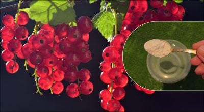 Смородина буде розміром з вишню: що покласти під кущ у квітні-травні