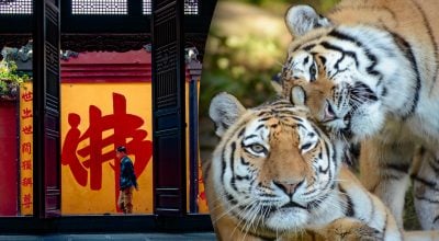 Китайський гороскоп на завтра, 18 квітня: Тиграм — плітки, Коням — ностальгія