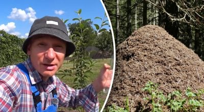 Як позбутися мурах в саду та на городі