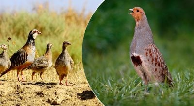 Зовсім не "куропатка": мало хто знає, як правильно називати цю пташку українською