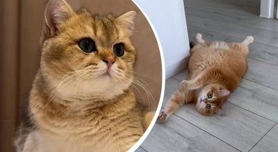 Як довго кіт може бути сам удома насправді: ветеринари здивували відповіддю