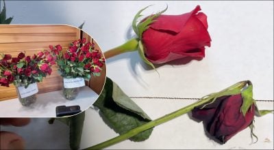 Як "оживити" троянди за чотири години: секрет, який знають лише флористи