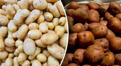 Назва картоплі