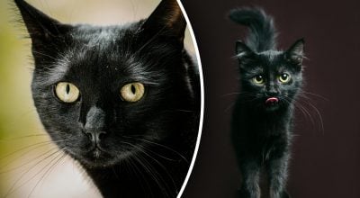 Магніт для грошей чи біди: чому чорний кіт у домі - це особливий знак