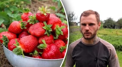 Найкращі сорти полуниці