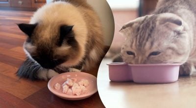 Скільки разів на день потрібно годувати кота: більше, ніж багатьом здається
