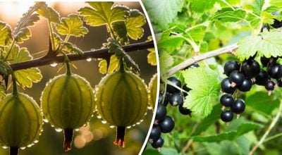 Догляд за смородиною та агрусом