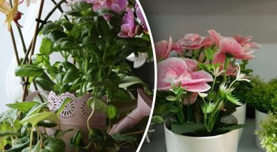 Кімнатні квіти