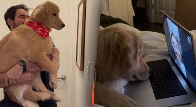 Собака відреагувала на голос господаря через FaceTime