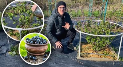 Всього два підживлення і смородина як відбірна: садівник розкрив рецепт