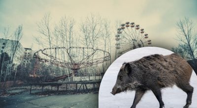 Жах Чорнобиля: через 40 років після катастрофи страждають тварини